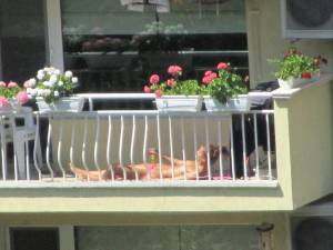 Balcony Topless Teen Spy [x7]-k7m2obt6ru.jpg