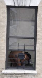 Harlem Naked Neighbor Girl Naked in the Window - New York - 17 Pics-67n2d7hlot.jpg
